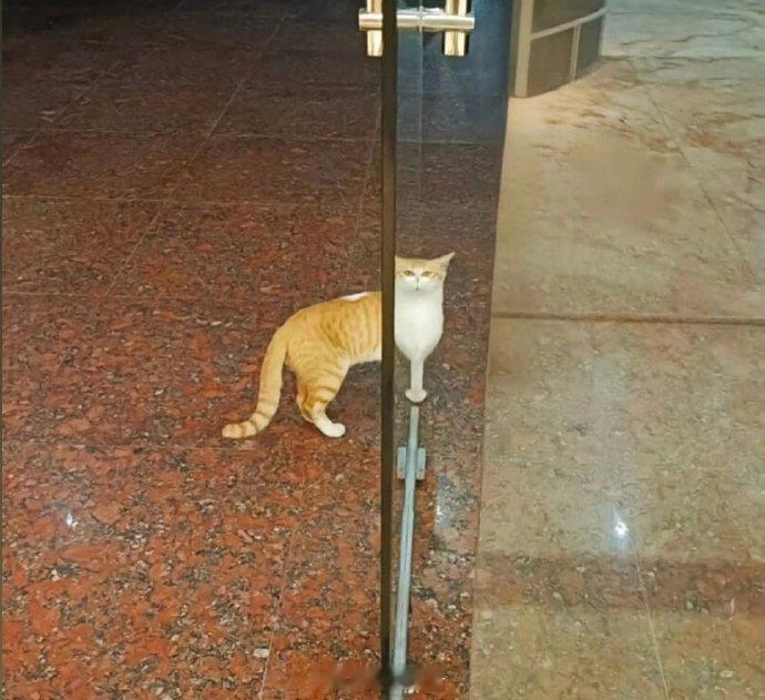 猫脚杯？？？！！！​​​