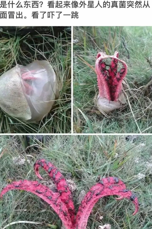 这是个什么东西，看着挺吓人的