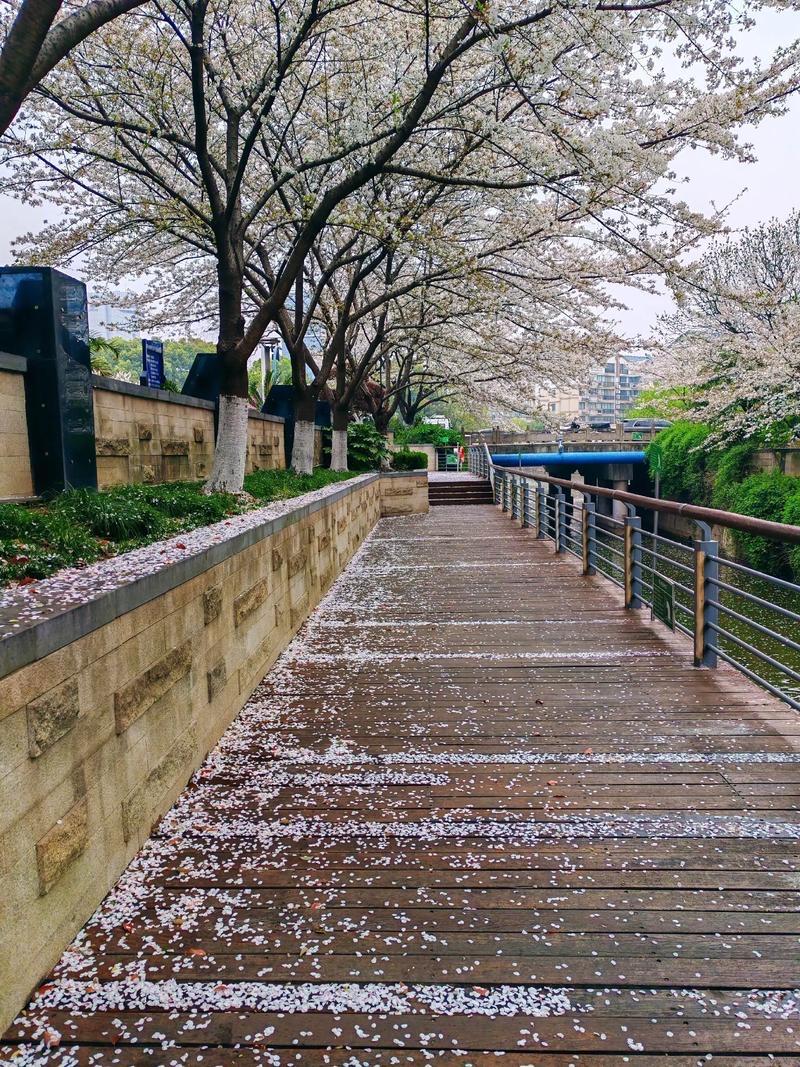 去郊外看一场盛大的樱花雨，把春天的浪漫揣进兜里