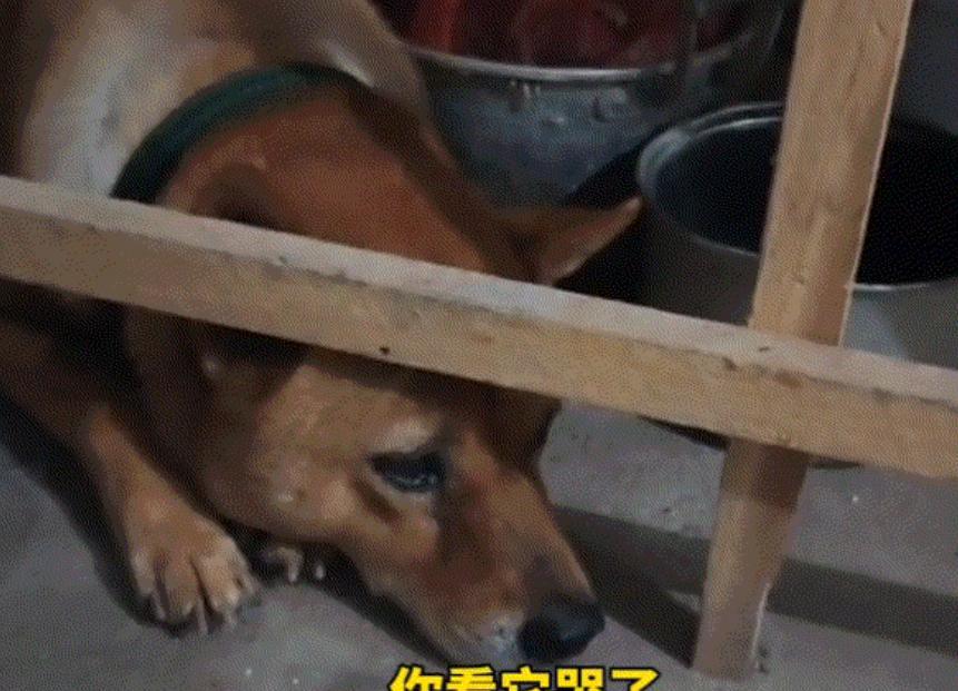 太有灵性了！广东，女子晚上给爷爷守灵，突然发现屋子里有动静，她小心翼翼的推开门，
