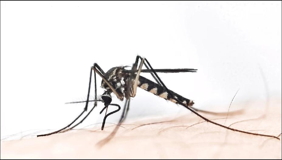 终于弄明白了为什么今年蚊子迎来史诗级加强不是蚊子变异了，也不是它不想走，而是