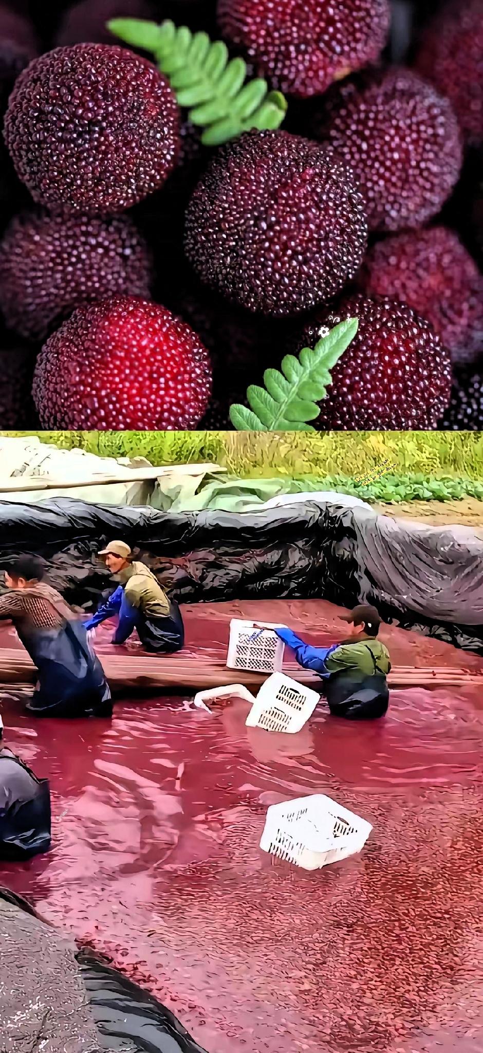 福建杨梅的绝佳出路终于找到了！解决滞销最好的办法是：​​福建漳州508万人口