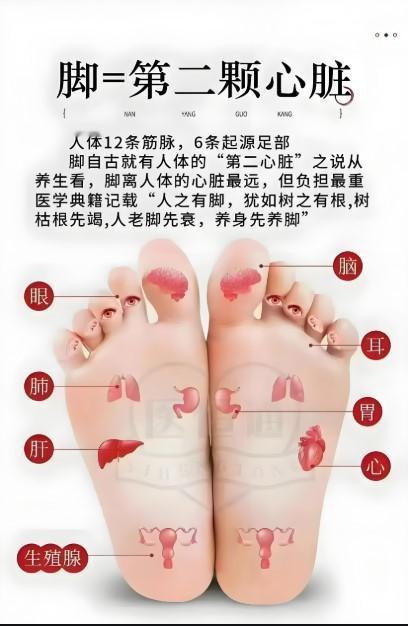 脚为什么是“第二心脏”？血液循环的“小帮手”脚离心脏最远，血液回流需要克服