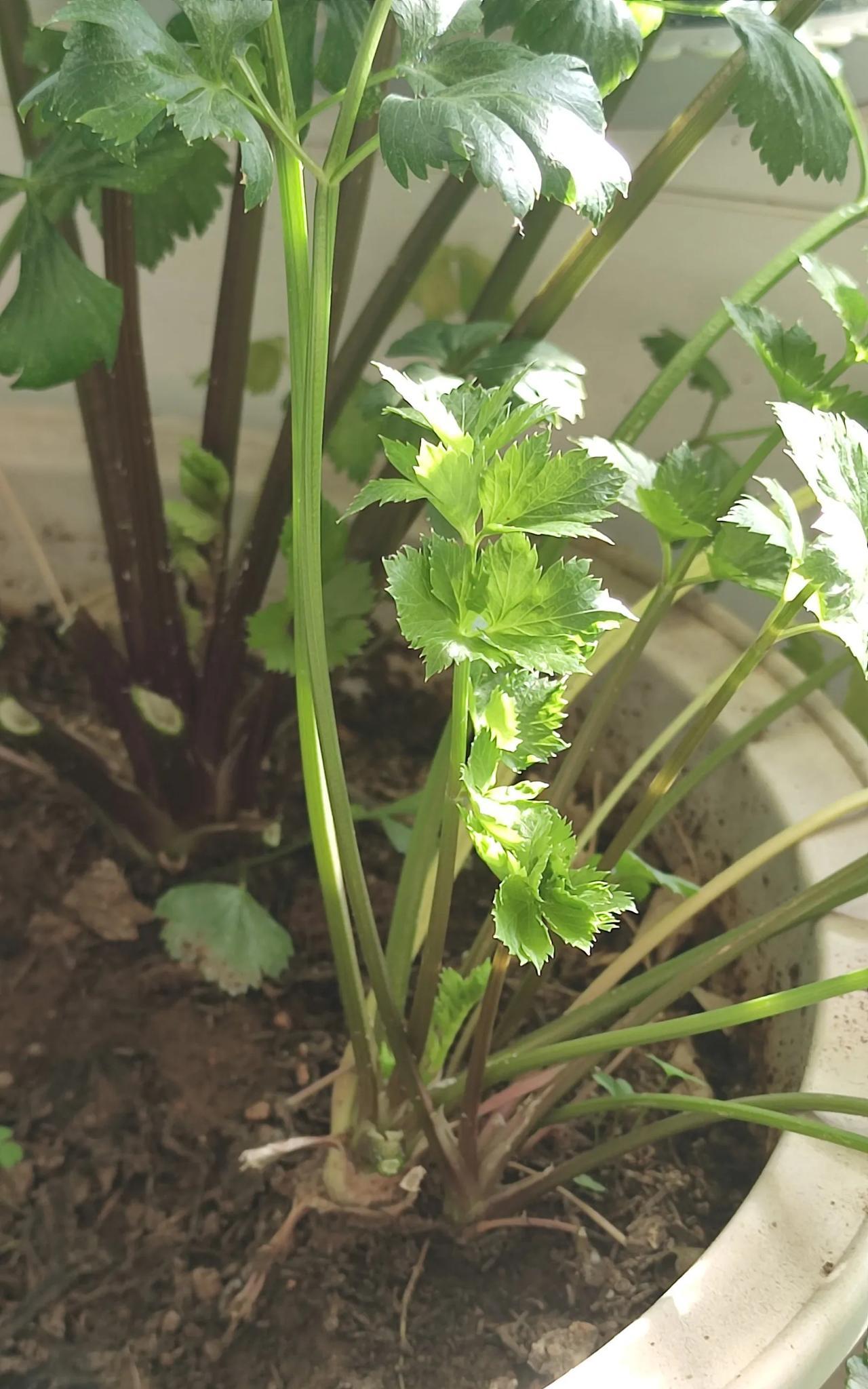 阳台种菜，今天又开始收割芹菜了，每隔几天就要收割，不然它长的太大了就又老又硬不好