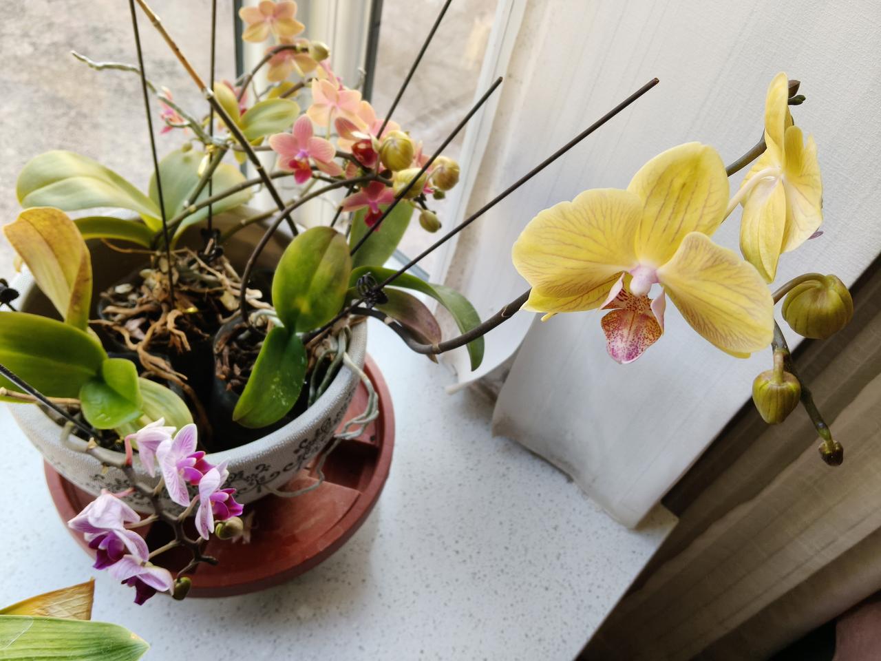 袁世凯的检验标准好不好？清朝末年的时候，山东兴起了义和拳，大师兄二师兄们纷