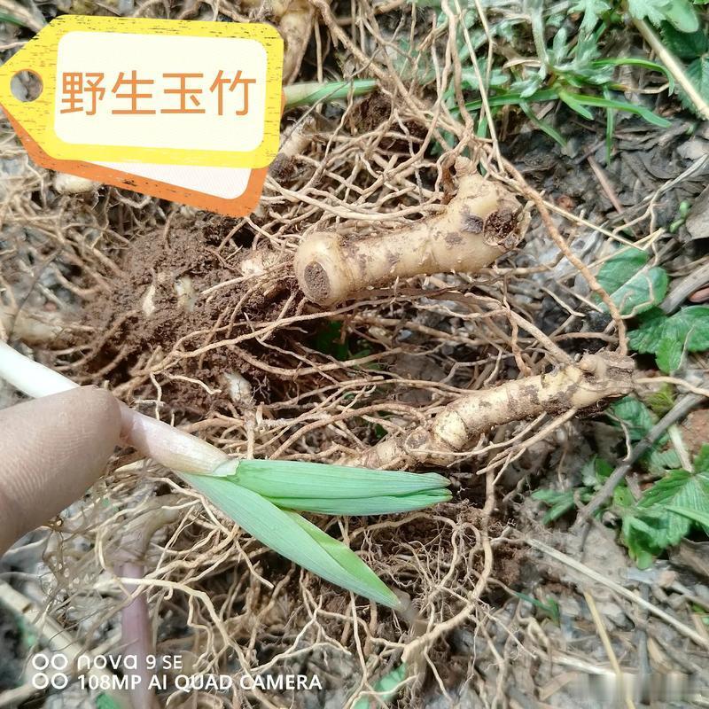 滋阴生津，不建议用麦冬，伤阳生湿，1味药效果强，还不生湿一说起滋阴润燥啊，大家张