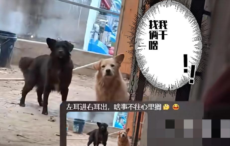 狗子养久了，就会把主人放在心上！9月13日，江苏一女子本想记录狗子的日常，恰巧两