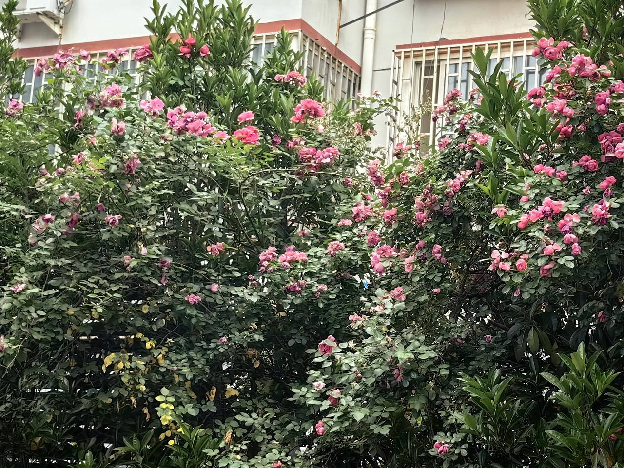 阴雨天的花坛，花朵依然娇艳，叶子绿意盎然！