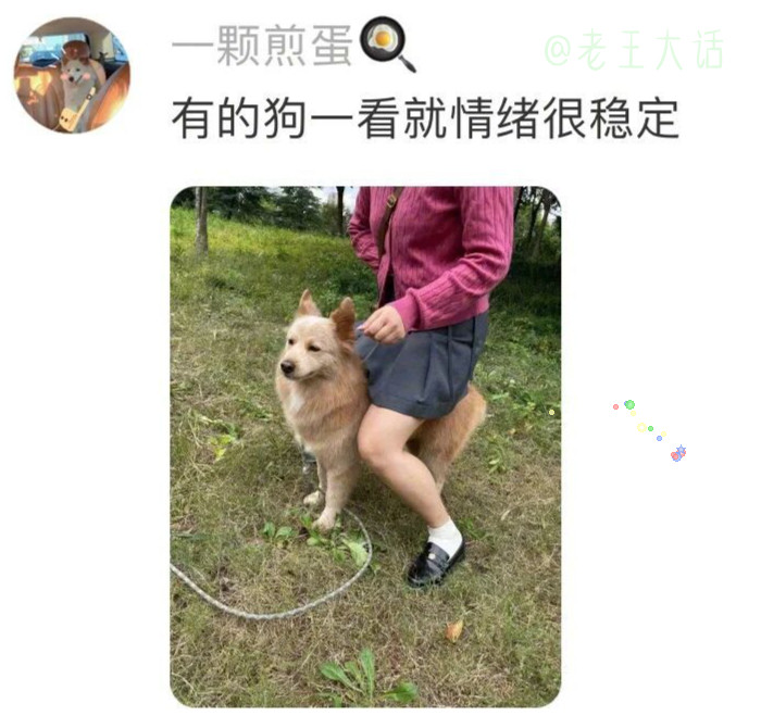 有的小狗一看就是小恶犬，有的一看就是来讨打的，还有的一看就是心眼多的老油条