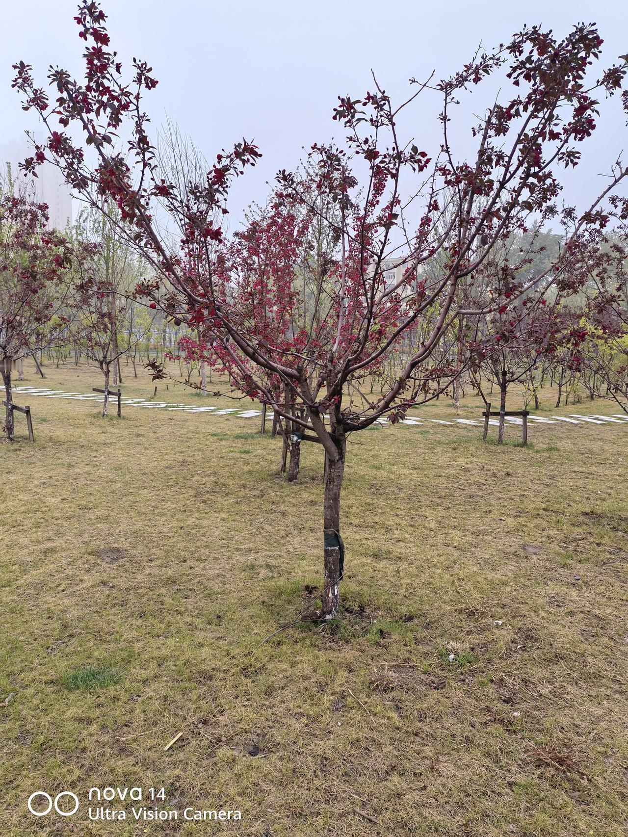 每年5月份的母亲节，伤了多少退休老头儿的心？每年5月份的母亲节；说不上轰轰烈