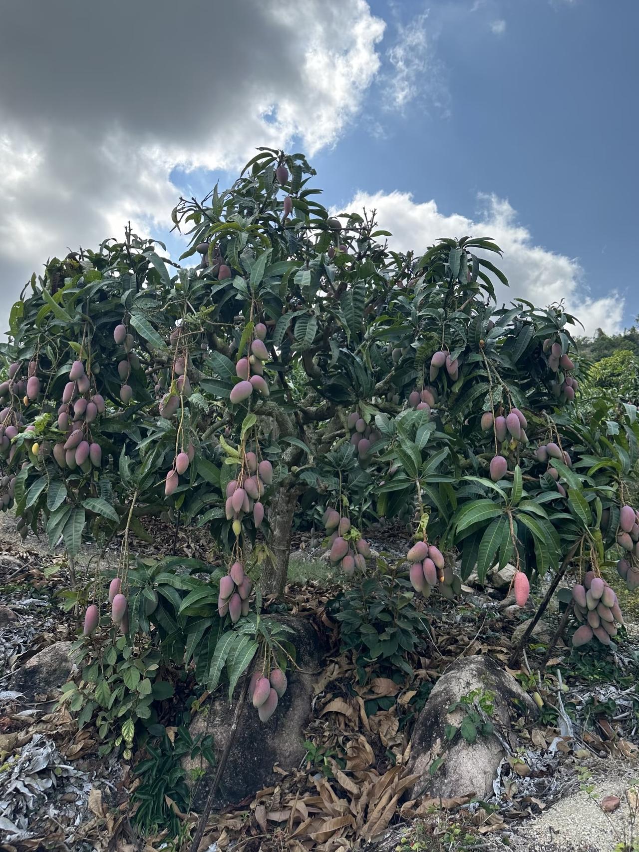 芒果到底是“水果顶流”还是“争议刺客”？说说我的大实话有人把它捧成夏天必吃