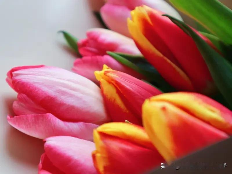 分享一件幸福感小事最近幸福感小事就是每天早起那一会儿。早上醒来，阳光刚好透过窗