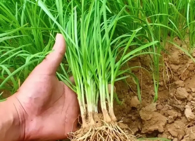 种菜诀窍，从不轻易外传​1、种黄瓜的时候，在根部附近埋上几根吃剩的香蕉皮，香蕉