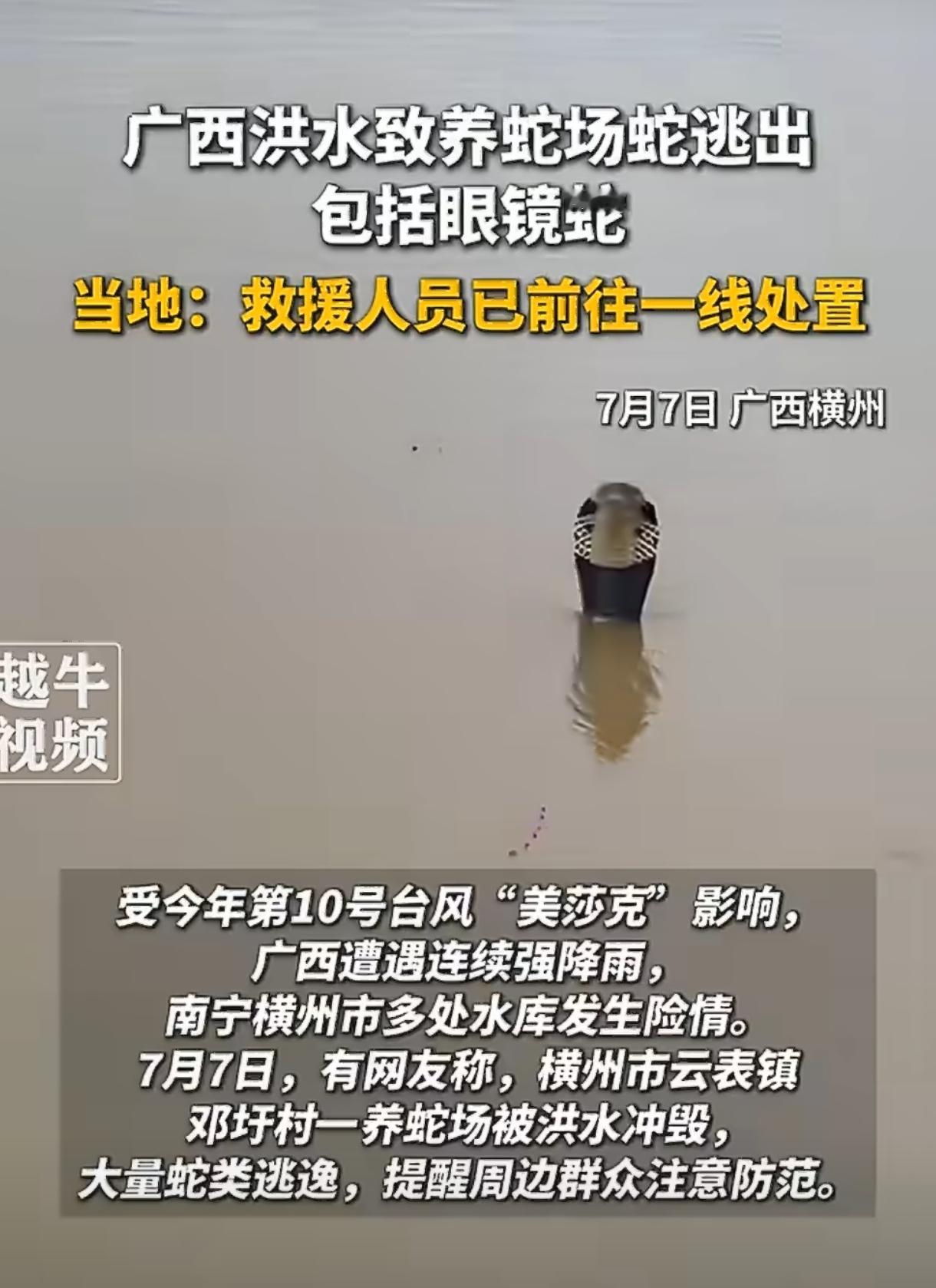 洪水冲垮养蛇场，近千条眼镜蛇外逃咬伤村民，天灾之后还有“人祸”！受台风“美莎