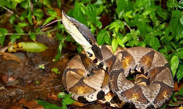 长白山采参人最怕的蛇，“守参蛇”到底是什么蛇？为何要守人参？那年长白山老采参人赵