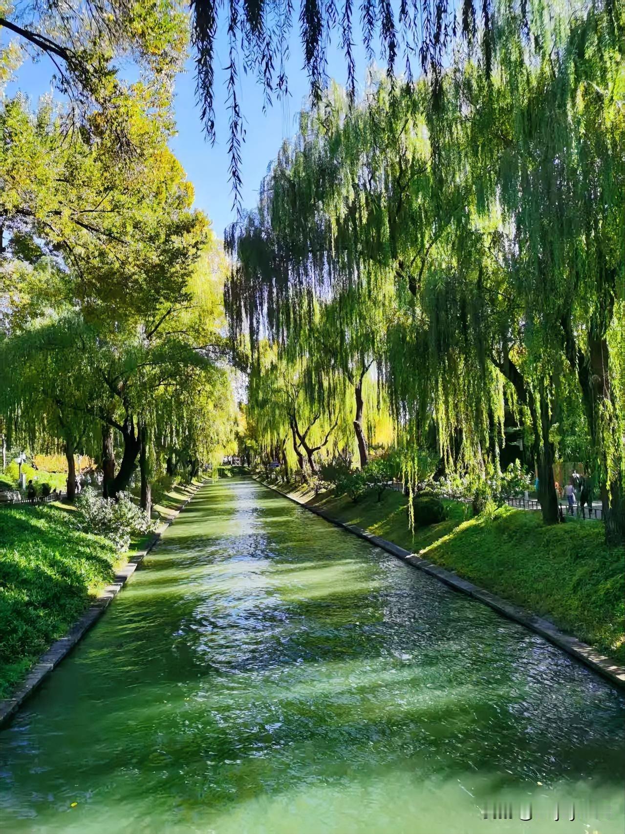 分享一张绝美的风景照片是谁的DNA动了！在城市里挖到了这条“绿野仙踪”步道，拍照