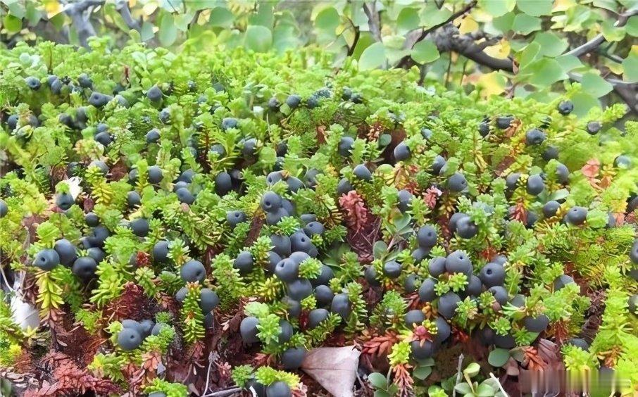 极地黑珍珠——岩高兰在北极与中国东北寒冷地区，生长着一种神奇植物——岩高兰，它