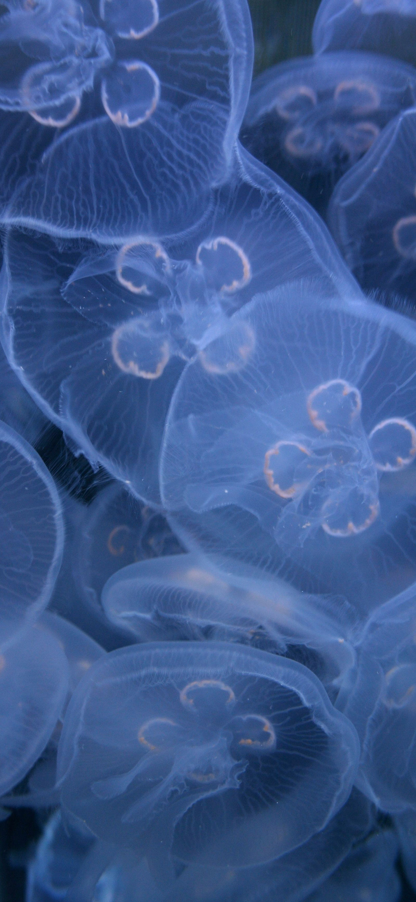 蓝色的蓝小伙伴们早呀，周五快乐风景壁纸