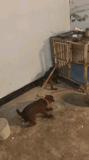 狗打架？不存在的现在[墨镜]