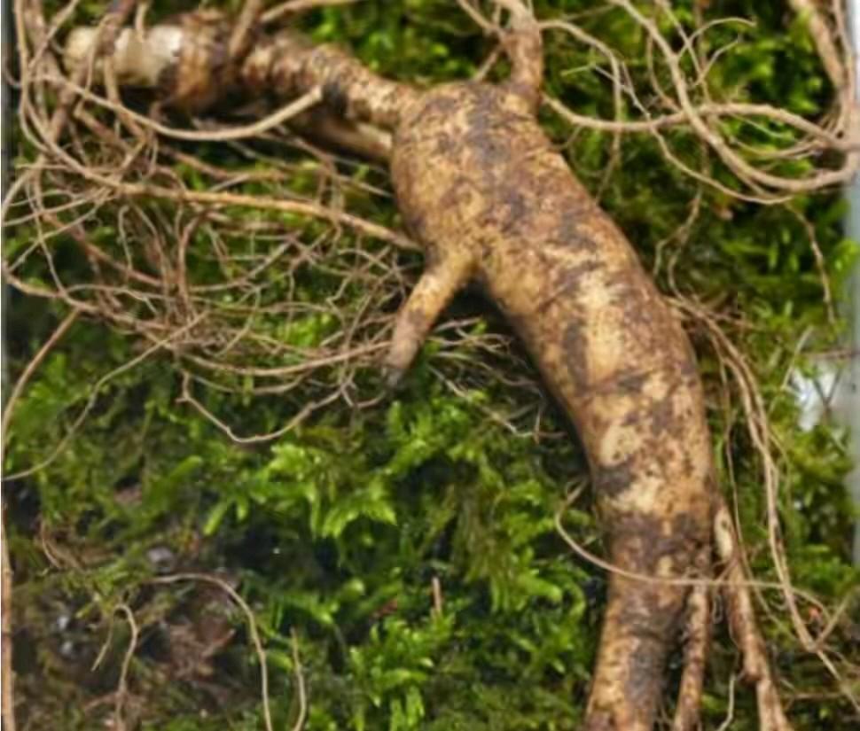 山东农民放羊时发现野生“巨参”，长1.08米，石缝中长大。2012年10月，