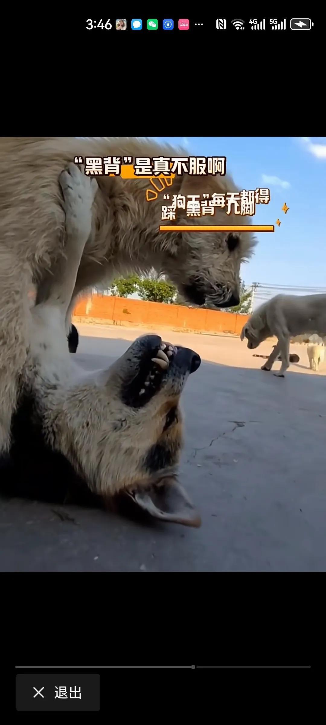 这下中国特有犬种，下司犬🔥到国外去了。河北一收留流浪狗犬基地。其中一只下司犬经
