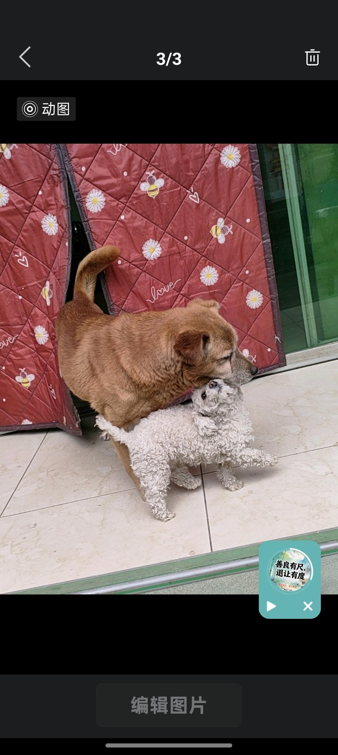 狗狗的有爱日常岁月静好，不过是一屋两宠，相伴嬉闹。大狗狗温柔护着小伙伴，日常的小