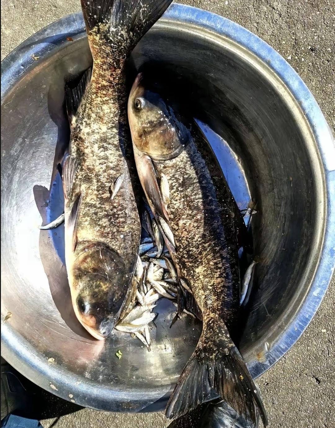 今天早市逛到鱼摊，花鲢标价单写着四块一斤。旁边草鱼也是这个价，我盯着那张纸条心跳