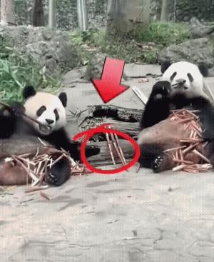 一个顺的自然，一个早有防备(屁股下面还压个大的)，一个个长了八百个心眼。左边的