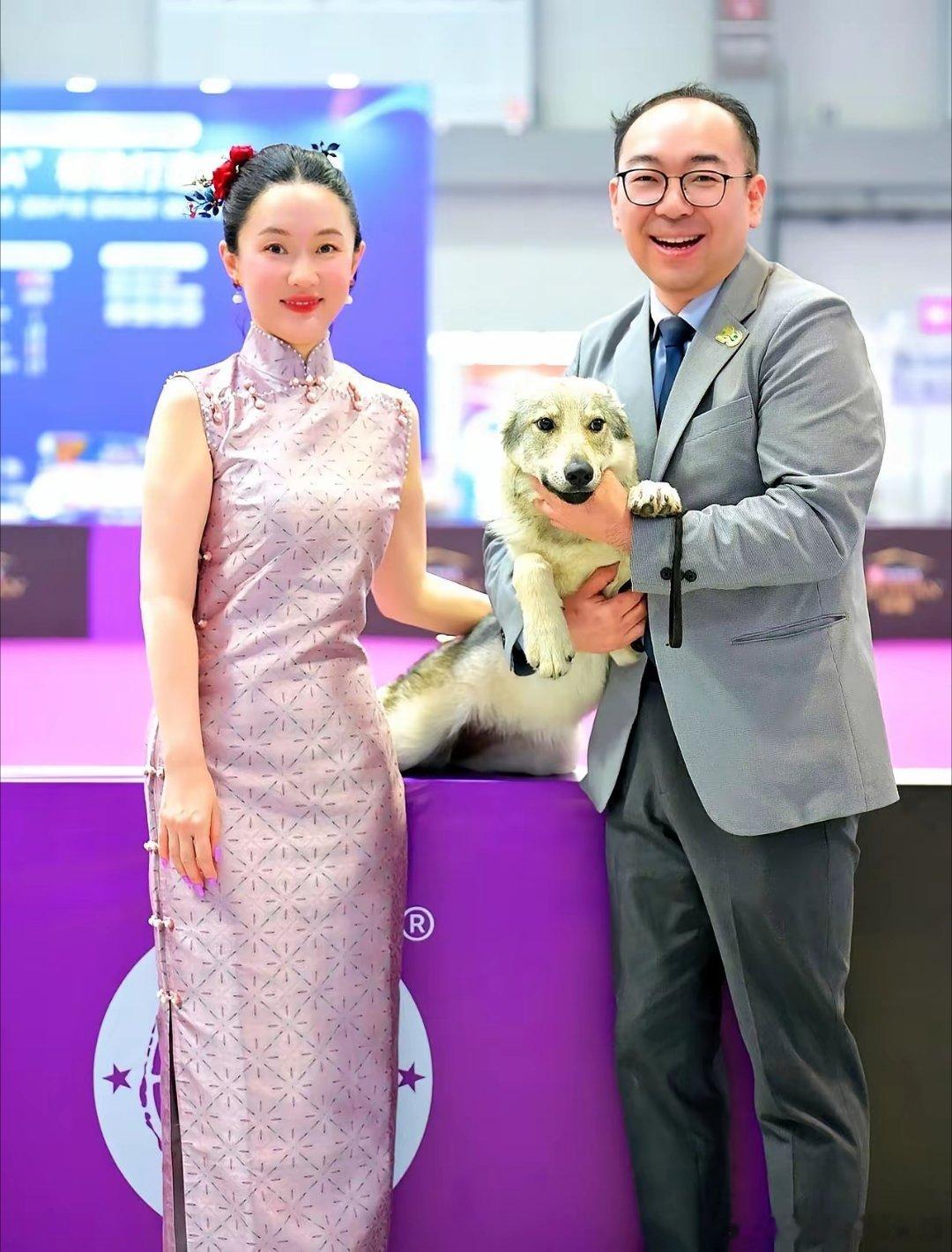 今天刷到个事，挺魔幻的。霍思燕跑去青岛犬展，一天几套旗袍轮番上阵，发型、鞋跟着换