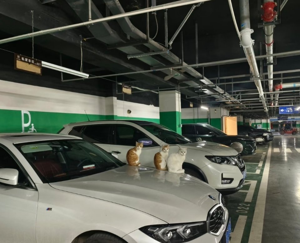 萌宠猫咪也知道要给自己找个好人家