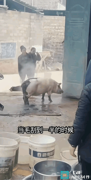 能不能找个会杀猪的人来杀猪呀？毛退了一半，猪又活了，有点儿太残忍了。估计应该是