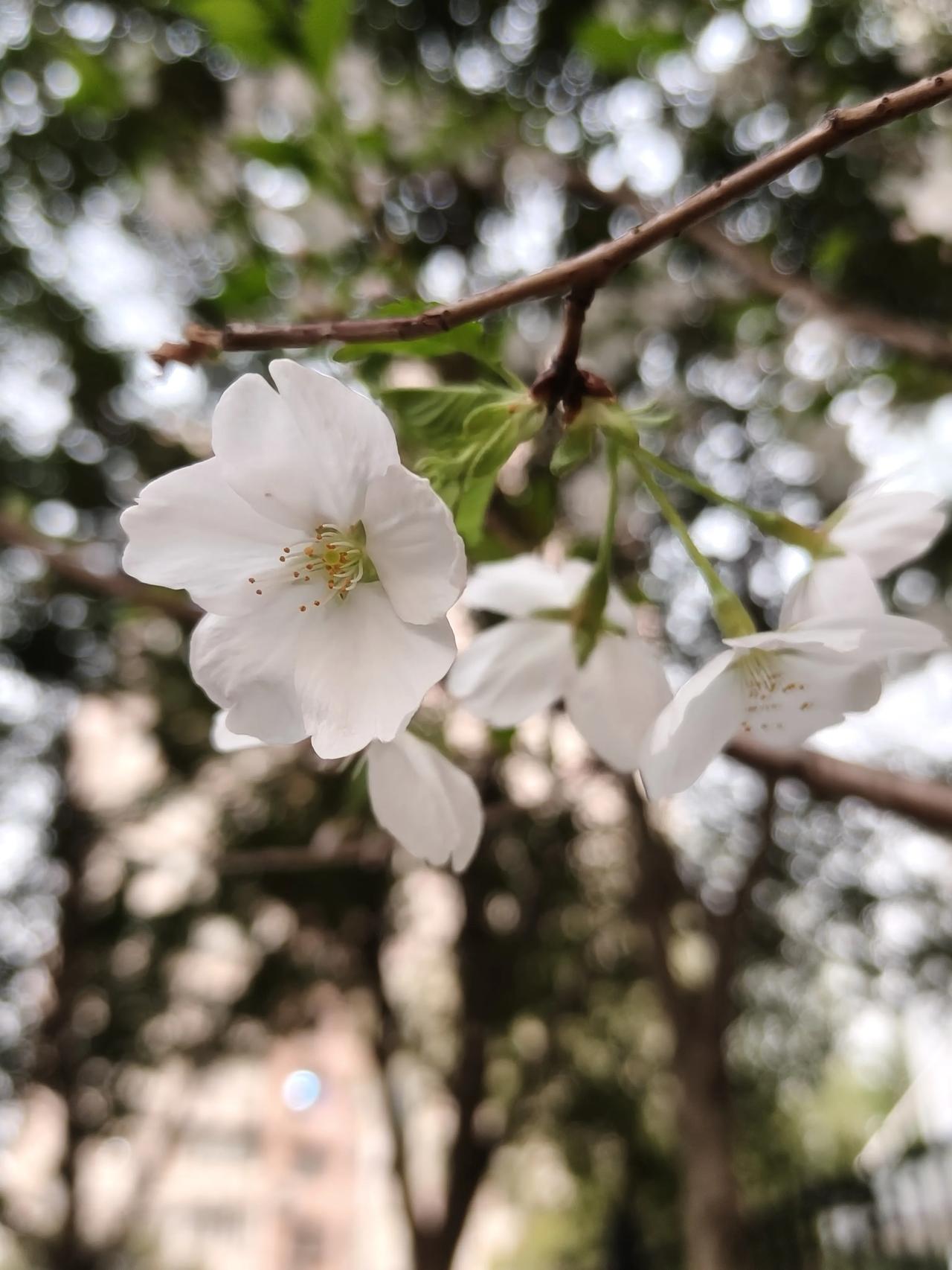 幽香艳丽：形容樱花香气淡雅，色彩鲜艳。如云似霞：比喻樱花盛开时，花朵密集如云