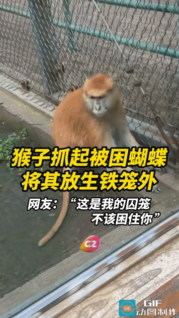 网友心酸了：动物园里，一只蝴蝶误入猴子的笼子里，结果怎么也飞不出去了。飞来飞去的