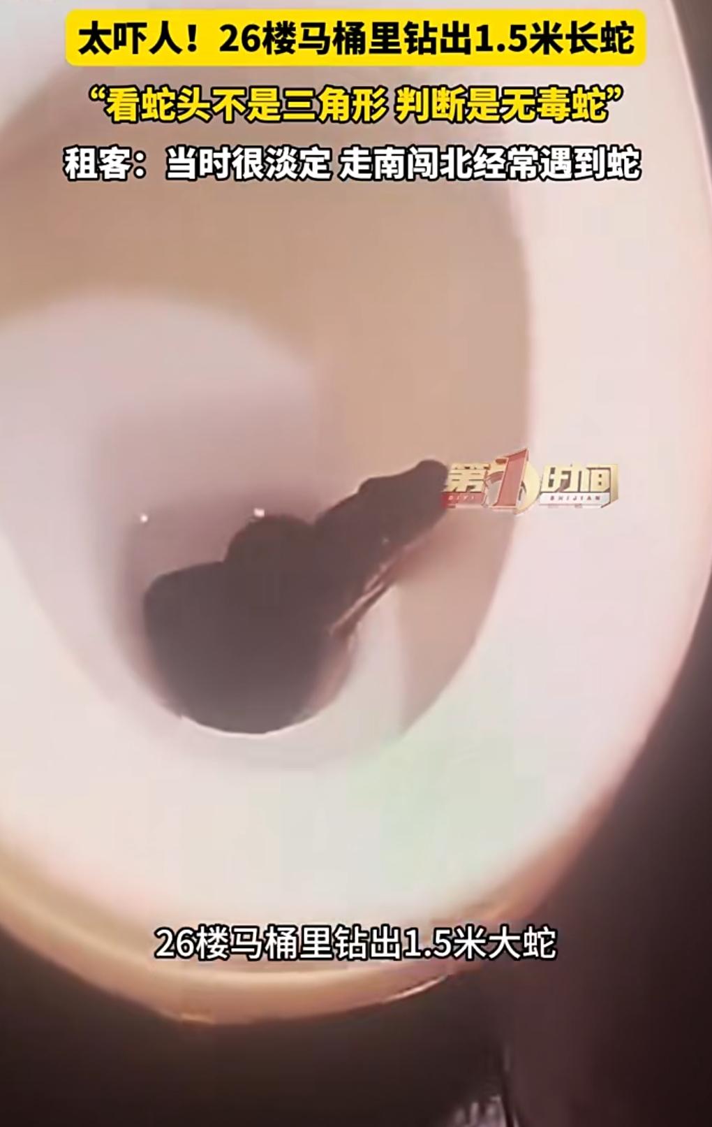 这也太匪夷所思了吧。蛇怎么会出现在马桶里呢？近日，四川成都，26楼马桶里钻出