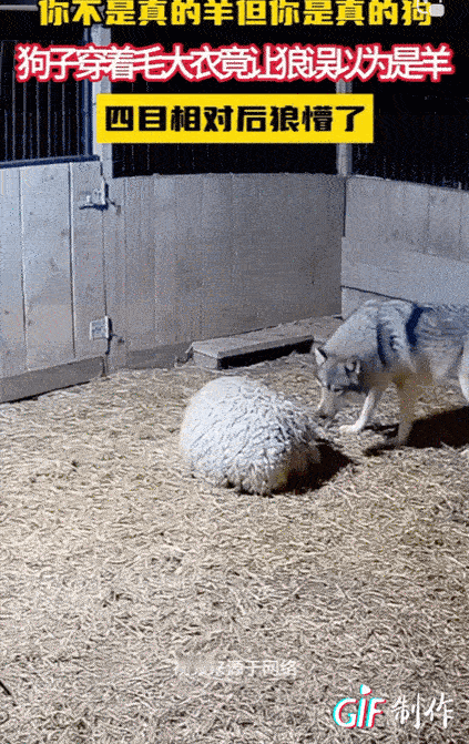 “糟糕，上当了！”一只狼偷溜进羊圈里想饱餐一顿。穿着羊大衣的“狗兄弟”就静静地躺