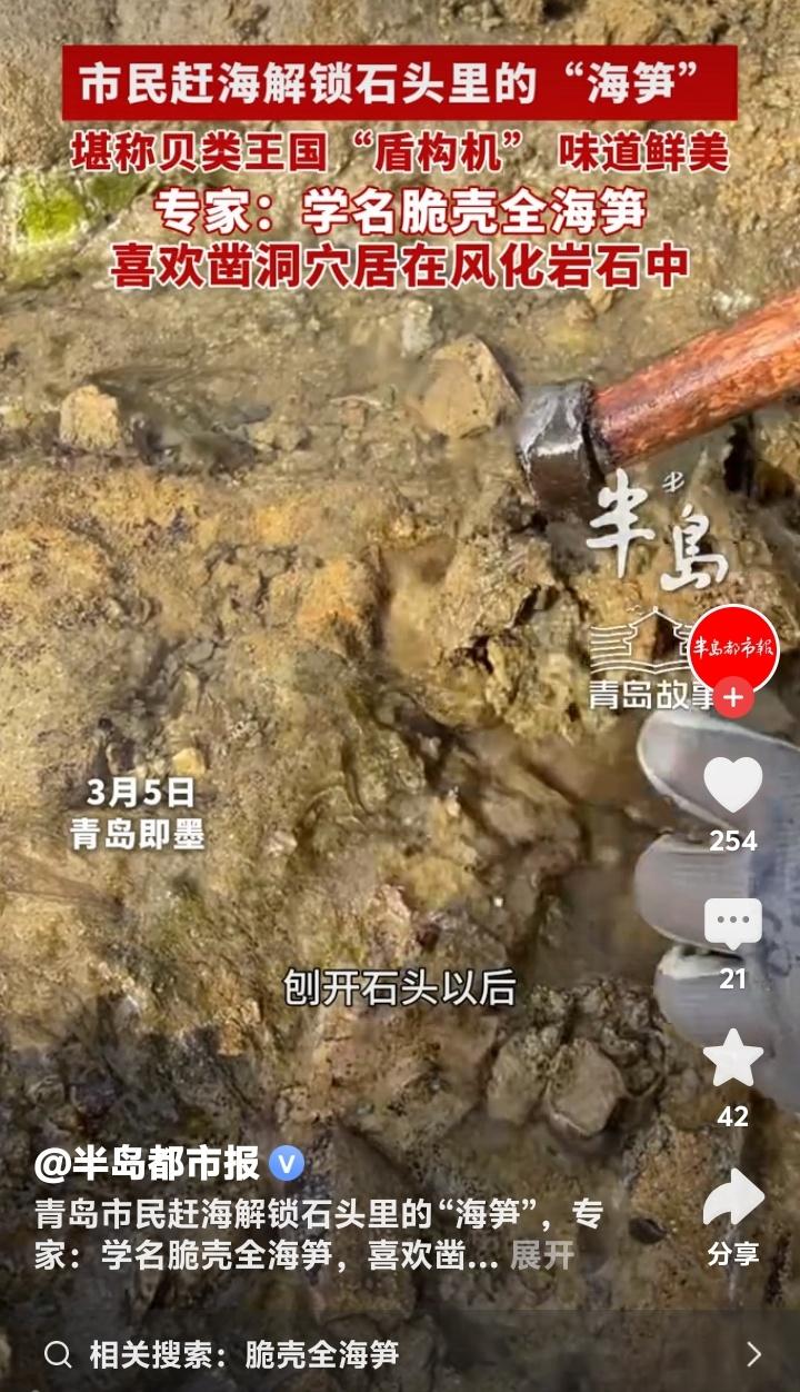 青岛即墨鳌山卫海边惊现“岩石蛏子王”！老渔民揭秘藏在石缝里的极致鲜甜，网友直呼：