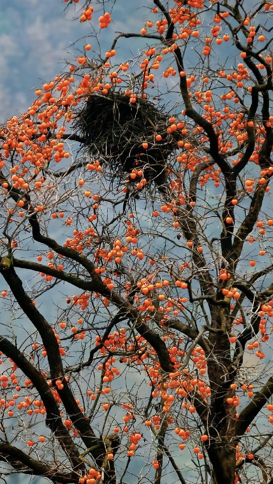 老校长当年饿得站不稳，外婆端来一搪瓷碗野菜饭，米粒少，汤水清，热气直往他脸上扑。