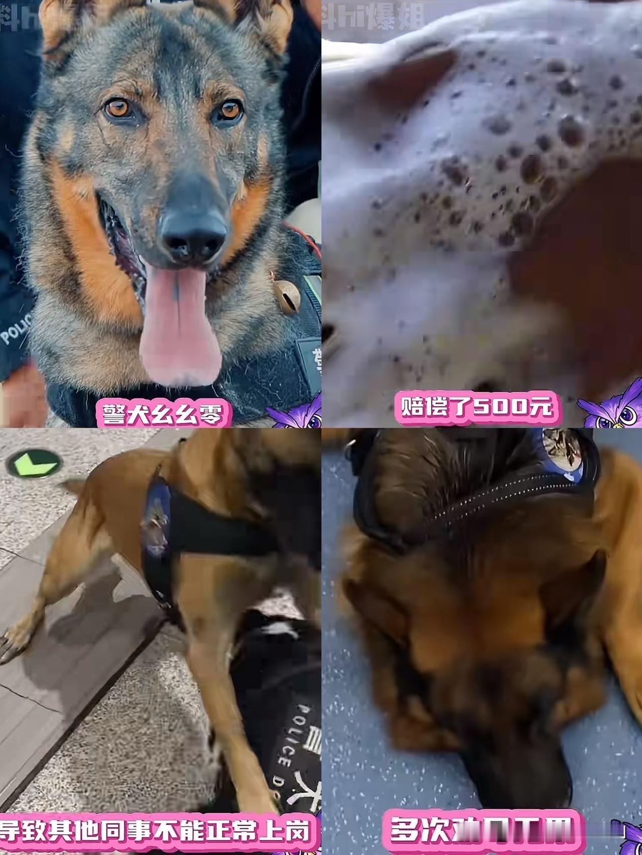 这下好了不止云南全国人民都知道了，警犬闪电因为上班死气沉沉，下班之后魅力四