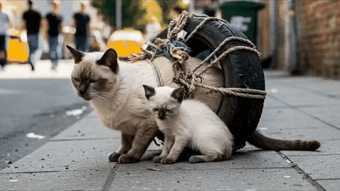 太可怜了！一只流浪猫妈妈被主人用绳子和铁圈绑在了一个轮胎上，它带着它的孩子，已经