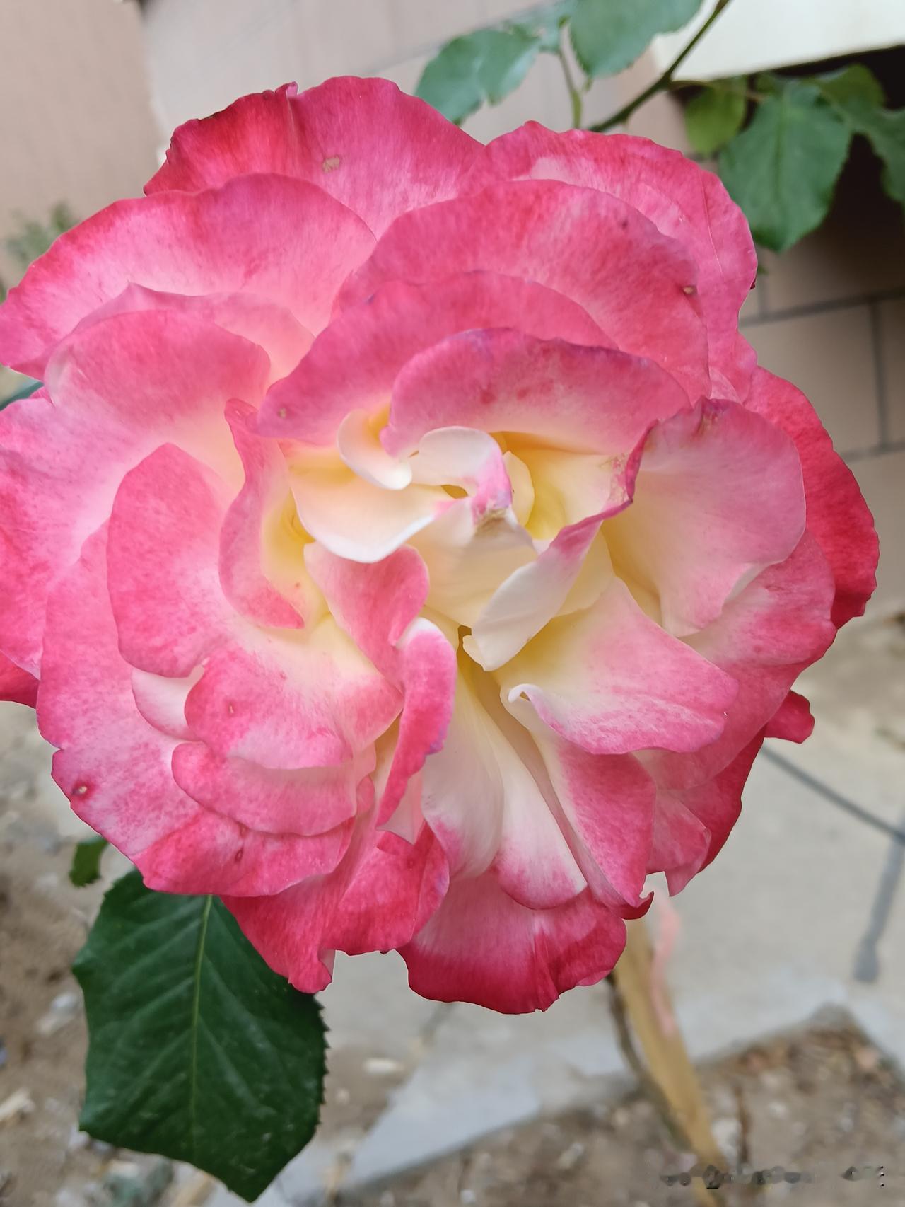 有钱女人的12个特征1. 脖子上不戴那种很显眼的金项链​2. 化妆很淡，不