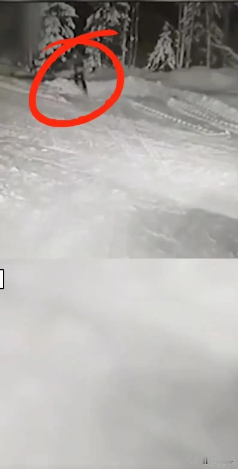 小孩玩捉迷藏躲进山林，被一只野狼盯上了。身边带着的狗狗见小主人面临危险，便与狼展