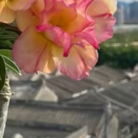 沙漠玫瑰1.栽培方式：园土+粗沙+火山石，疏松透气沙质土；肉质块根，浅盆养护，