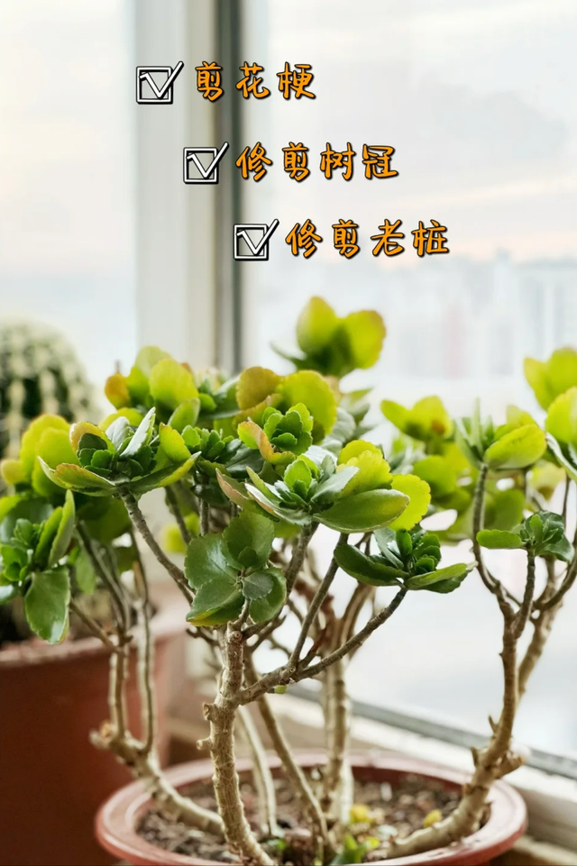 天气逐渐转暖, 7种花草建议及时“剃光头”, 越“狠”越爱长