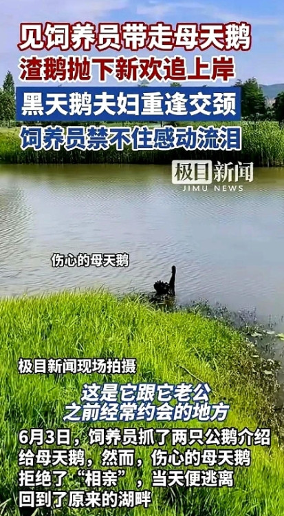 武汉公园那对黑天鹅夫妇迎来结局，重归于好了近日，武汉一公园里的一对黑天鹅夫妇