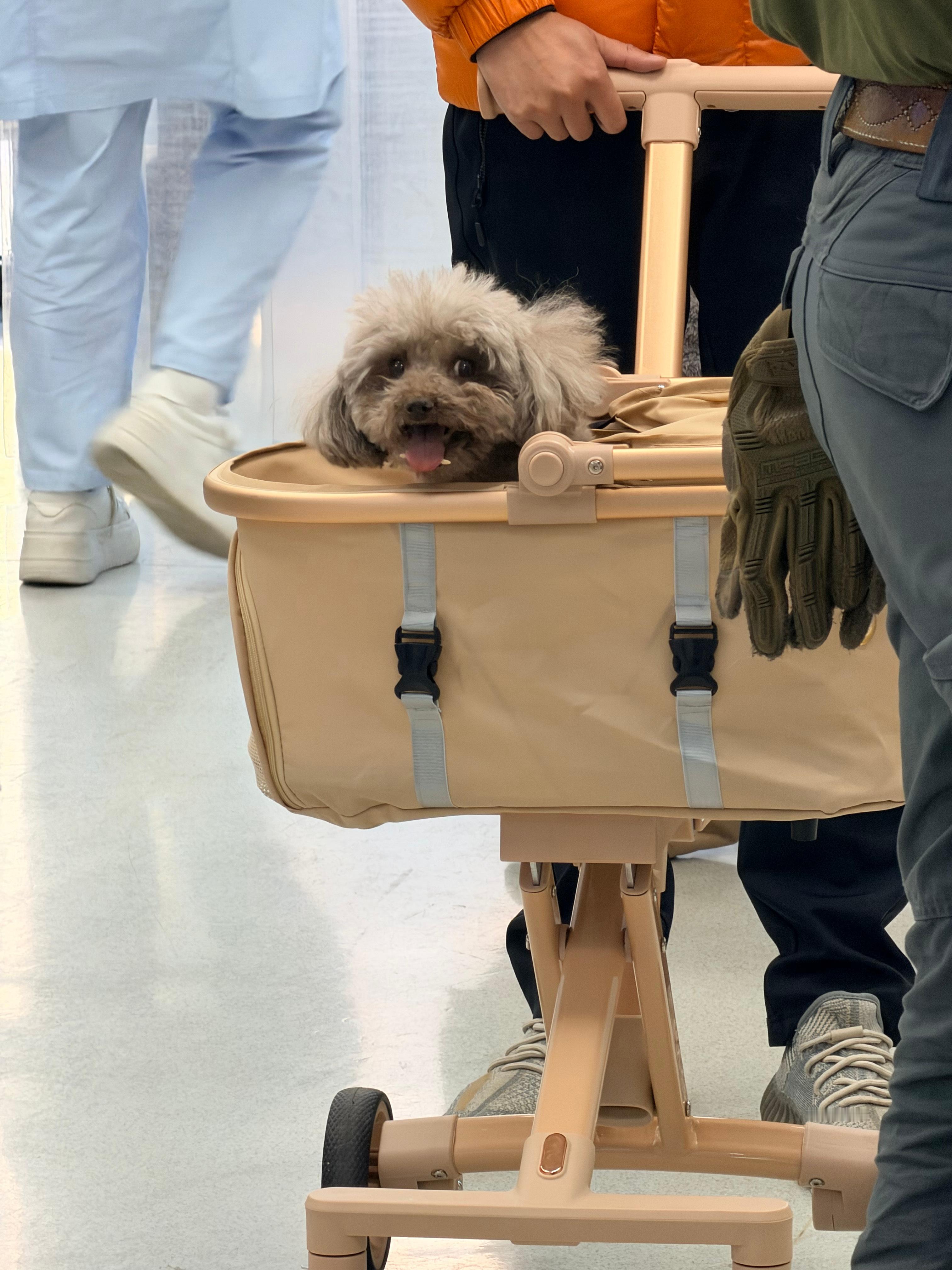 今天一大早去了中农大动物医院好消息，狗子不需要做手术了！昨天它看我回来围着我转了