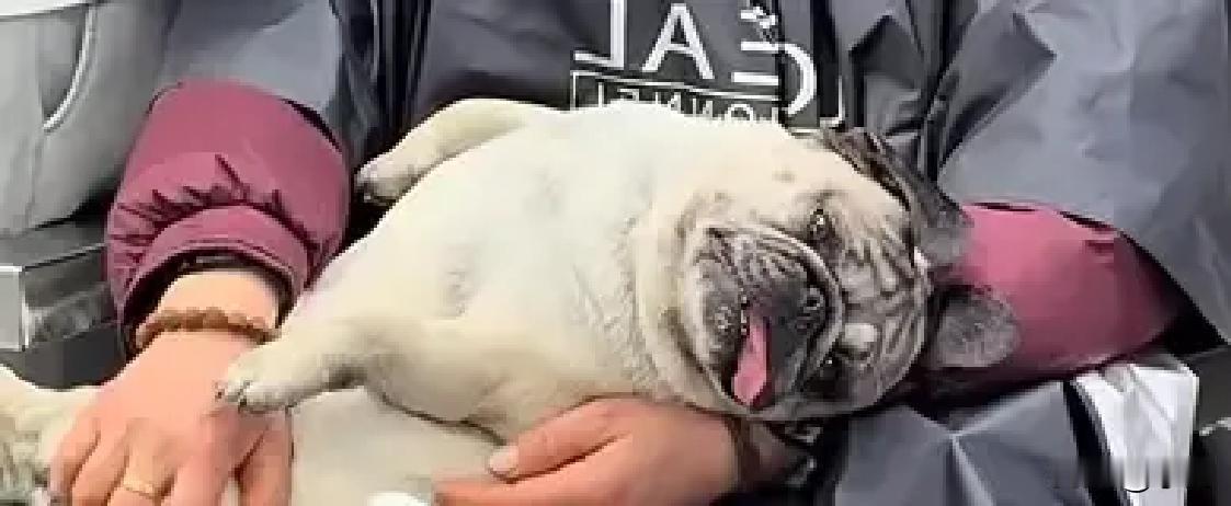 一女士年前烫头，一坐就是六个多小时，狗狗土豆全程蹲旁边。镜头里小家伙从精神抖