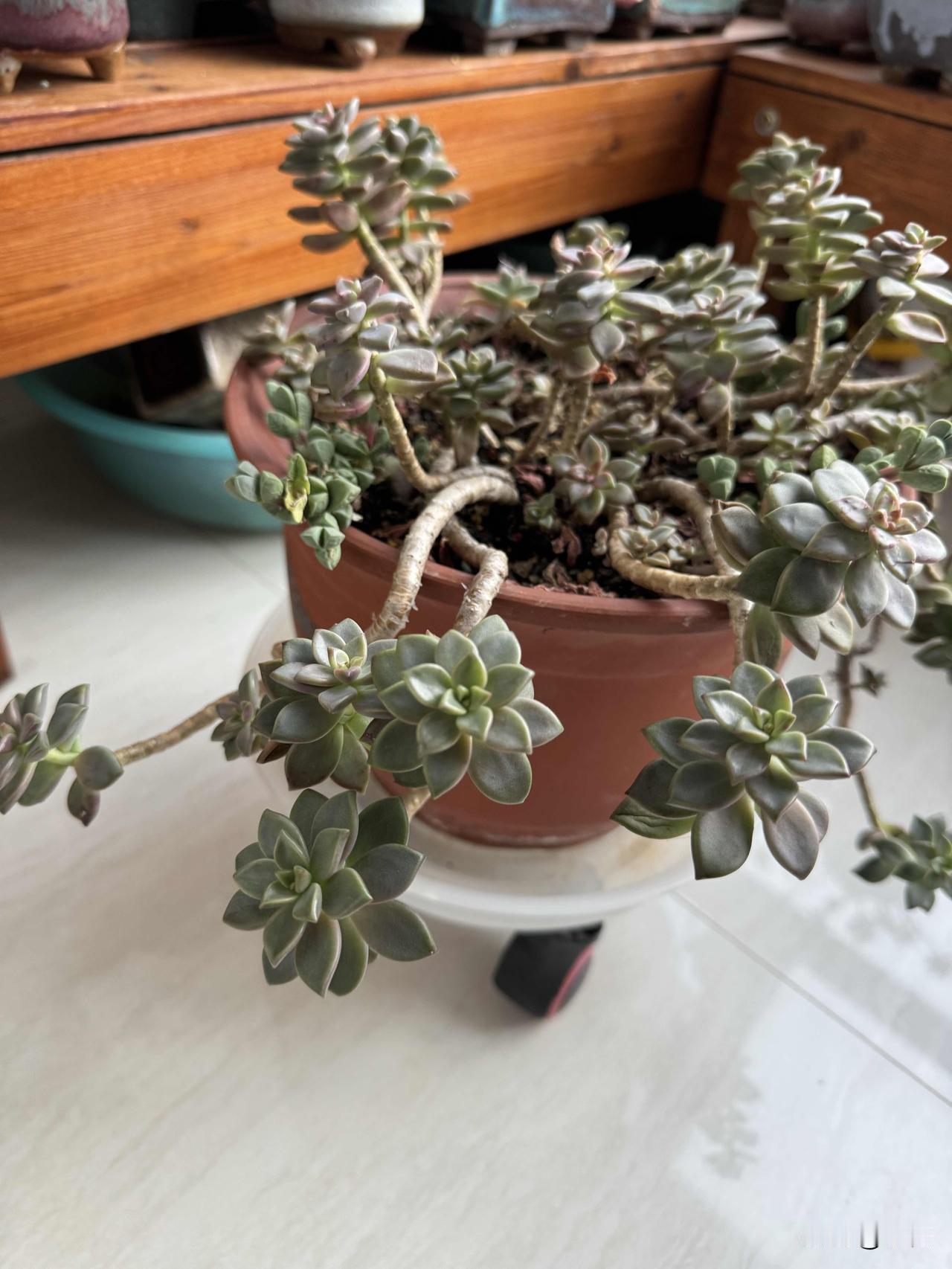 我这盆姬胧月刚到我家时，那可老大一颗了，我专门挑了个大花盆种下，搁在小花园里养着