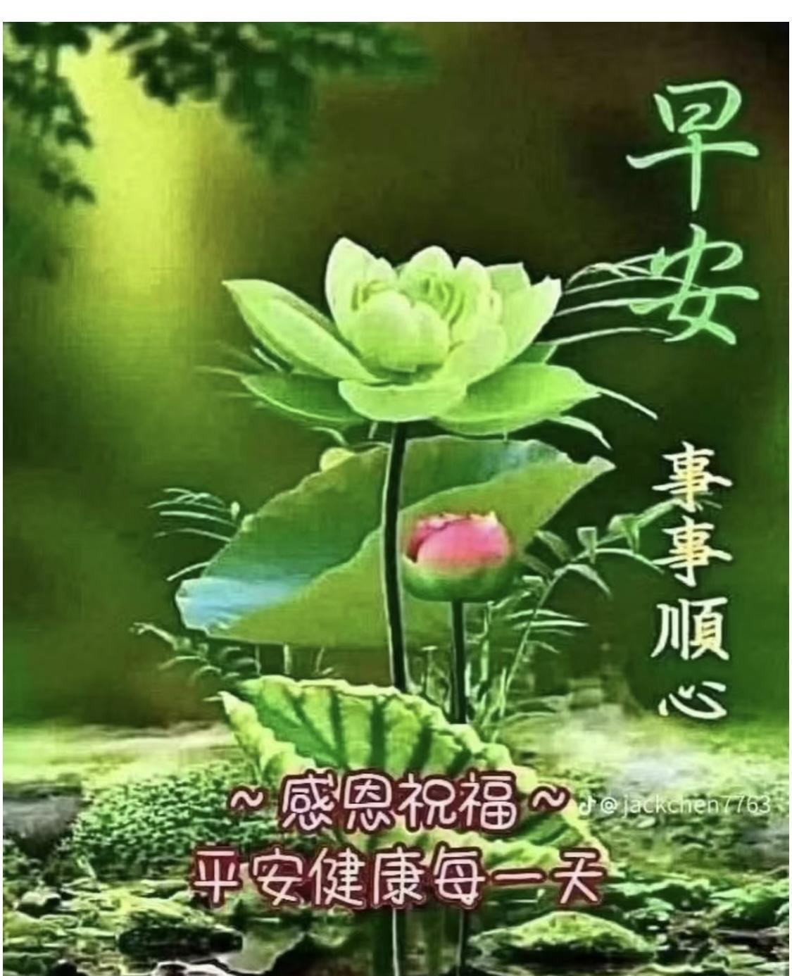 #谁能为荷花题首诗#《荷韵》翠盖摇波映碧天，粉腮含露意绵