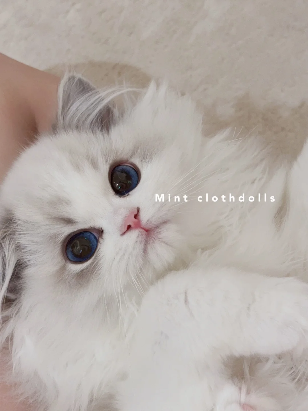 九敏❣️他的眼睛有星星✨