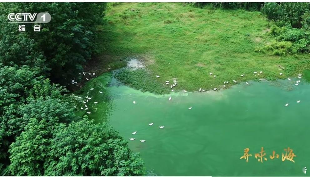 家禽界也有四不像世界之大无奇不有！央视报道，湖北黄石的仙岛湖有1002座岛屿，被